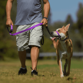 Canny Collar (Color: Purple, size: 19"-21" - Size 6)